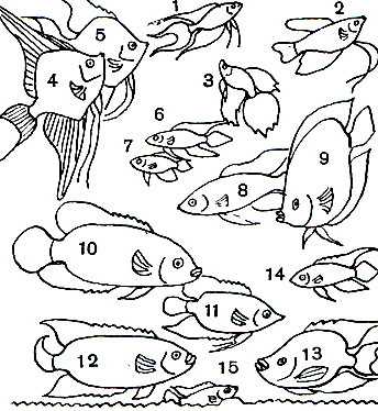 Таблица 36. Цихловые и Лабиринтовые: 1 - макропод (Macropodus opercularis); 2 - нитеносец ('гурами') жемчужный (Trichogaster leeri); 3 - петушок (Betta splendens); 4 - скаляр (Pterophyllum scalare); 5 - скаляр (Pt. scalare, черная форма); 6 - апистограмма (Apistogramma agassizi, самец); 7 - то же, самка; 8	- гемихромис (Hemichromis bimaculatus); 9 - симфизодон (Symphysodon discus); 10 - астронотус (Astronotus ocellatus); 11 - цихласома мезонаута (Cichlasoma festivum); 12 - глазчатая цихласома (С. biocellatum); 13 - красногорлая цихласома (С. meeki); 14 - пельматохромис (Pelmatochromis kribensis), самец; 15 - то же, самка