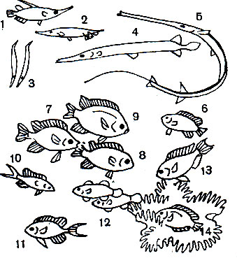 Таблица 37. Флейторыловидные и Помацентровые: 1 - бекас морской (Macrorhamphosus scolopax); 2 - кривохвостка длинношипая (Centriscus cristatus); 3 - кривохвостка обыкновенная (Aeoliscus strigatus); 4 - флейторыл, или рыба-труба (Aulostomus maculatus); 5 - гладкая свистулька (Fistularia petimba); 6 - помацентр (Pomacentrus coeruleus); 7 - помацентр (P. annulatus); 8 - помацентр (P. sindensis); 9 - абудефдуф (Abudefduf saxatilis); 10 - хромис (Chromis cyanea); 11 - хромис (Chromis dimidiatus); 12 - амфиприон (Amphiprion percula); 13 - амфиприон (A. xanturus); 14 - амфиприон (A. ephippum)