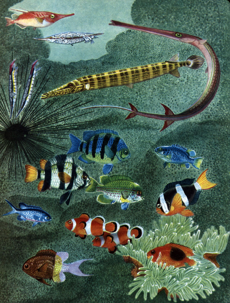 Таблица 37. Флейторыловидные и Помацентровые: 1 - бекас морской (Macrorhamphosus scolopax); 2 - кривохвостка длинношипая (Centriscus cristatus); 3 - кривохвостка обыкновенная (Aeoliscus strigatus); 4 - флейторыл, или рыба-труба (Aulostomus maculatus); 5 - гладкая свистулька (Fistularia petimba); 6 - помацентр (Pomacentrus coeruleus); 7 - помацентр (P. annulatus); 8 - помацентр (P. sindensis); 9 - абудефдуф (Abudefduf saxatilis); 10 - хромис (Chromis cyanea); 11 - хромис (Chromis dimidiatus); 12 - амфиприон (Amphiprion percula); 13 - амфиприон (A. xanturus); 14 - амфиприон (A. ephippum)
