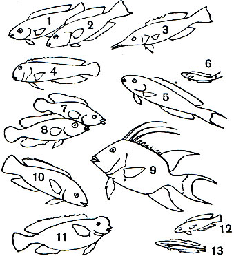 Таблица 38. Губановые и рыбы-попугаи: 1, 2 - скар, или попугай-рыба (Scarus taeniopterus), самка и самец; 3 - гомфоз (Gomphosus varius); 4 - губан-анапсес (Anampses); 5, 6 - талассома двухполосая (Thalassoma bifasciatum), самец и мелкая желтая фаза окраски; 7, 8 - зеленушка (Crenilabrus tinea), самец и самка; 9 - длинноперый губан (Lachnolaimus maximus); 10 - европейский губан (Labrus ossifagus); 11 - губан краснозубый (Callyodon ovifrons); 12 - морской юнкер (Coris angulata); 13 - губан-чистильщик фиссилабрус (Fissylabrus)
