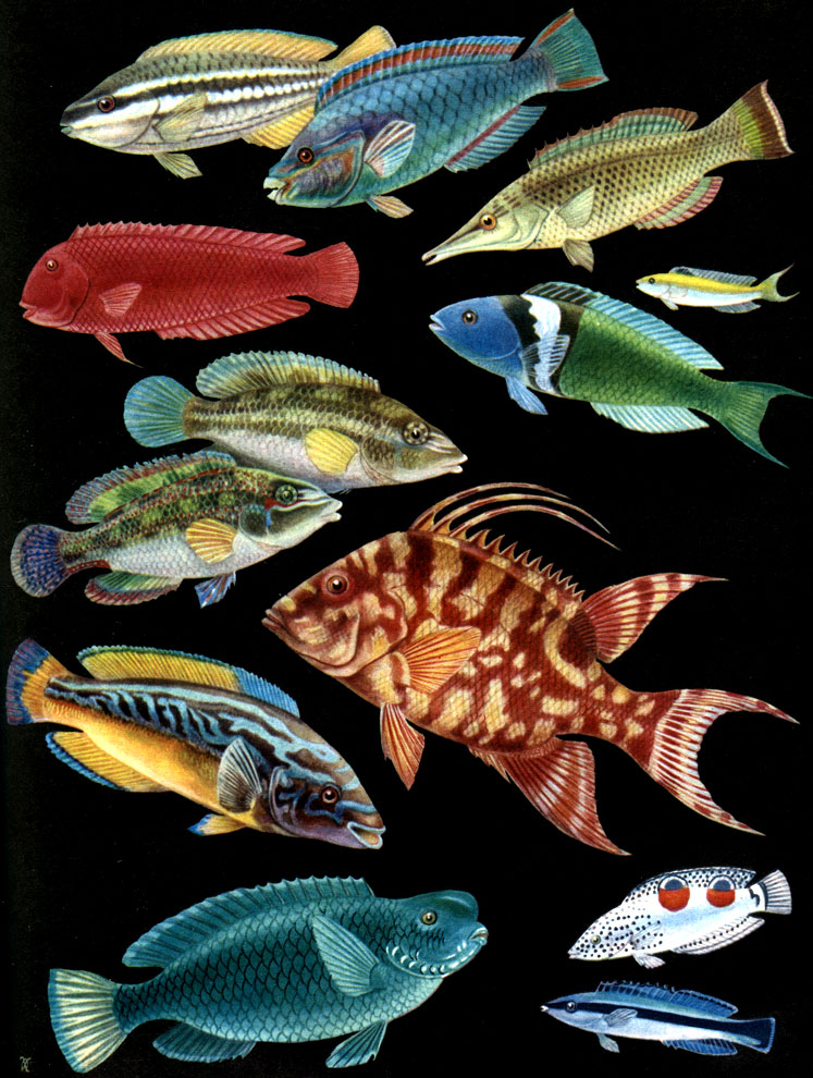 Таблица 38. Губановые и рыбы-попугаи: 1,2 - скар, или попугай-рыба (Scarus taeniopterus), самка и самец; 3 - гомфоз (Gomphosus varius); 4 - губан-анапсес (Anampses); 5, 6 - талассома двухполосая (Thalassoma bifasciatum), самец и мелкая желтая фаза окраски; 7, 8 - зеленушка (Crenilabrus tinea), самец и самка; 9 - длинноперый губан (Lachnolaimus maximus); 10 - европейский губан (Labrus ossifagus); 11 - губан краснозубый (Callyodon ovifrons); 12 - морской юнкер (Coris angulata); 13 - губан-чистильщик фиссилабрус (Fissylabrus)