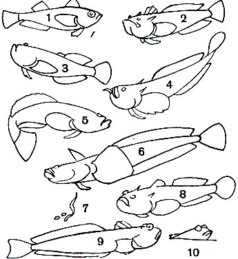 Таблица 39. Звездочеты, Морские скорпионы и Волосозубы: 1 - японский волосозуб (Arctoscopus japonicus); 2 - звездочет малочешуйный (Uranoscopus oligolepis); 3 - звездочет лебек (Ichthyscopus lebeck); 4 - пятнистый звездочет (Geniagnus monopterygius), 5 - гнатагнус (Gnathagnus elongatus); 6 - новозеландский звездочет (Leptoscopus macropygus); 7, 8 - европейский, или обыкновенный, звездочет (Uranoscopus scaber), слева - зарывшийся в грунт; 9 - морской дракончик, или скорпион (Trachinus draco); 10 - он же, зарывшийся в грунт
