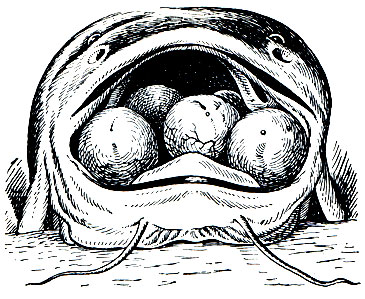 Рис. 132. Самец галеихта (Galeichthys felis), вынашивающий икру в ротовой полости