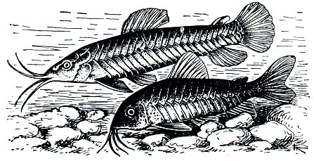Рис. 138. Каллихт (Callichthys calichthys) - вверху, коридорас (Corydoras aeneus) - внизу