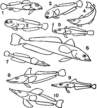 Таблица 40. Нототениевые: 1	- австралийский щекорог (Bovichthys variegatus); 2 - трематом-пестряк (Trematomus bernacchii); 3 - широколобик (Trematomus borchgrevinki); 4 - патагонский клыкач (Dissostichus eleginoides); 5 - антарктическая серебрянка (Pleurogramma antarctica); 6 - длинноусая бородатка (Pogonophryne mentella); 7 - плугарь (Gymnodraco acuticeps); 8 - глубоководный плосконосик (Bathydraco antarcticus); 9 - крокодиловая белокровка (Chaenocephalus aceratus); 10 - китовая белокровка (Neopagetopsis ionah)