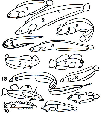 Таблица 41. Морские собачки: 1 - карликовый стихеопс (Stichaeopsis nana); 2 - стихей Нозавы (Stichaeus nozawae); 3 - мохоголовая собачка Снайдера (Chirolophis snyderi); 4 - птилихт (Ptilichthys goodei); 5 - маслюк расписной (Pholis pictus); 6 - морская собачка-павлин (Blennius pavo); 7 - экзаллия (Exallias brevis); 8 - аспидонт (Aspidontus taeniatus); 9 - лабрисомус (Labrisomus nigricinctus); 10 - эмблемария (Acanthemblemaria chaplini); 11 - большеротая собачка (Neoclinus bryope); 12 - троепер (Tripterygion etheostoma); 13 - ксифазия (Xiphasia setifer)