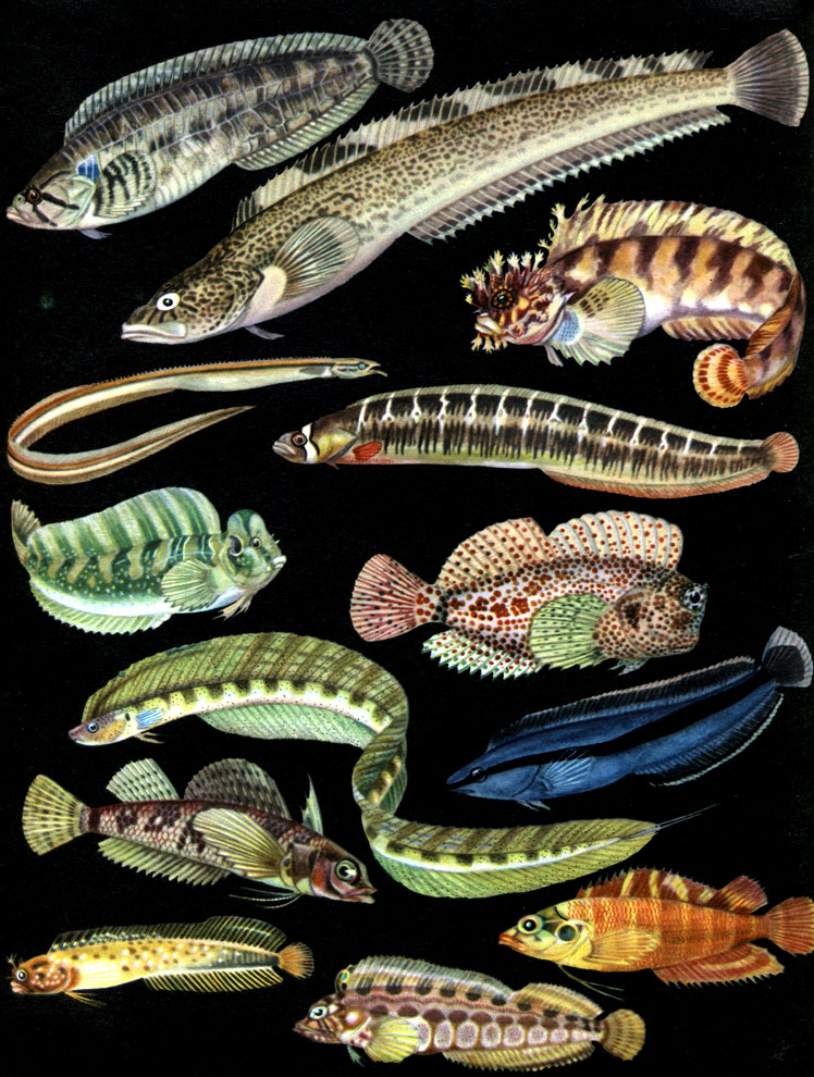 Таблица 41. Морские собачки: 1 - карликовый стихеопс (Stichaeopsis nana); 2 - стихей Нозавы (Stichaeus nozawae); 3 - мохоголовая собачка Снайдера (Chirolophis snyderi); 4 - птилихт (Ptilichthys goodei); 5 - маслюк расписной (Pholis pictus); 6 - морская собачка-павлин (Blennius pavo); 7 - экзаллия (Exallias brevis); 8 - аспидонт (Aspidontus taeniatus); 9 - лабрисомус (Labrisomus nigricinctus); 10 - эмблемария (Acanthemblemaria chaplini); 11 - большеротая собачка (Neoclinus bryope); 12 - троепер (Tripterygion etheostoma); 13 - ксифазия (Xiphasia setifer)