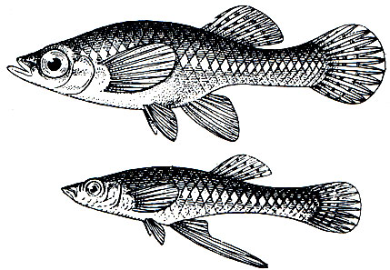 Рис. 140. Обыкновенная гамбузия (Gambusia affinis), самка (вверху) и самец