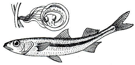 Рис. 145. Черноморская атерина (Atherina moclion pontica) и ее икринка