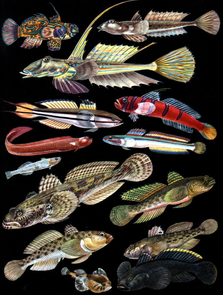 Таблица 42. Бычки, Лиры: 1 - мандаринка (Synchiropus splendidus); 2, 3 - рыба-лира, или большая пескарка (Callionymus lyra), самка и самец (внизу): 4 - элеотриодес (Eleotriodes helsdingeni); 5 - калифорнийский синеполосый бычок (Lythrypnus dalli); 6 - малоголовый угреб-ычок (Trypauchen microcephalus); 7 - японский девичий бычок (Pterogobius virgo); 8 - бычок-бланкет (Aphya aphya); 9 - бычок-мартовик (Mesogobius batrachocephalus); 10 - бычок-травяник (Gobius ophiocephalus); 11 - бычок-песочник (Neogobius fluviatilis); 12 - каспийская пуголовка (Benthophilus macrocephalus); 13, 14 - бычок-кругляк (Neogobius melanostomus), самка и самец (внизу)