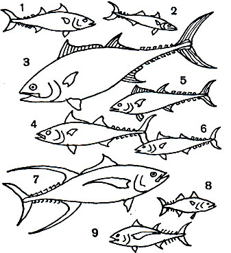 Таблица 43. Тунцы, Скумбрии: 1 - полосатый тунец (Katsuwonus pelamis); 2 - обыкновенная скумбрия (Scomber scombrus); 3 - синий тунец (Thunnus thynnus); 4 - малый тунец (Euthynnus alleteratus); 5 - австралийский тунец (Thunnus tonggol); 6 - макрелевый тунец (Auxis thazard); 7 - тунец желтоперый (Thunnus albacares); 8 - скумбрия-канагурта (Rastrelliger kanagurta); 9 - длинноперый тунец (Thunnus alalunga)