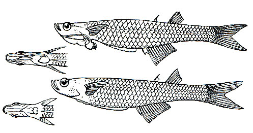 Рис. 146. Неостетовые рыбки (Neostethus amari- cola). Самец - вверху, сахмка - внизу