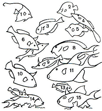Таблица 44. Спинороги, Занклы и Хирурги: 1 - рогатый занкл (Zanclus cornutus); 2 - желтая рыба-хирург, или зебрасома (Zebrasoma flavescens); 3 - рыба-хирург (Paracanthurus theuthis); 4 - расписной единорог (Osbecki a scripta); 5 - колючий единорог (Chaetoderma penicilligera); 6 - ринекант (Rhinecanthus rectangulus); 7 - троешип (Triacanthus biaculeatus); 8 - рыба-хирург (Acanthurus achilles); 9 - длиннорылый единорог (Oxymonacanthus longirostris); 10 - крупнопятнистый спинорог (Balistes conspicillum); 11 - королевский спинорог (Balistes vetula); 12 - ринекант колючий (Rhinecanthus aculeatus); 13 - полосатый хирург (Acanthurus triostegus); 14 - оливковая рыба-хирург (A. olivaceus); 15 - желтопятнистый спинорог (Pseudobalistes fuscus)