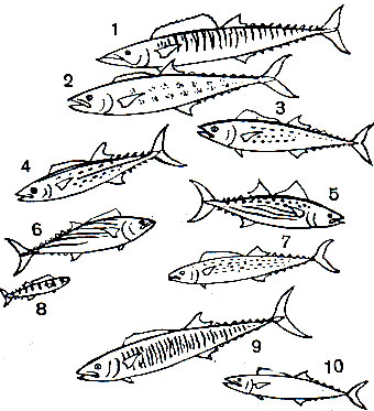Таблица 45. Пеламиды: 1 - ваху (Acanthocybium solandri); 2 - королевская макрель-кавалла (Scomberomorus cavalla); 3 - пятнистая королевская макрель (Sc. maculatus); 4 - королевская макрель (Sc. regalis); 5 - полосатая королевская макрель (Sc. commersoni); 6, 8 - пеламида (Sarda sarda), 6 - взрослая, 8 - малек; 7 - японская королевская макрель (Scomberomorus niphonius); 9 - королевская макрель (Sc. concolor)