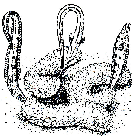 Рис. 155. Карапус (Carapus acus) и голотурии