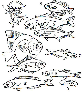 Таблица 46. Строматеевидные: 1 - номей (Nomeug albula). Обе рыбки пойманы щупальцами ;физалии; 2 - псен прозрачный (Psenes pellucidus); 3 - гипероглиф (Hyperoglyphe perciforma); 4 - сериолелла пятнистая (Seriolella punctata); 5 - памп китайЬкий, или рыба-зеркало (Partialis chinensis); 6 - баттерфищ (Peprilus triacanthus); 7 - кубоглав (Cubiceps gracilis); 8, 9 - алет (Tetragonurus cuvieri) и его малек в полости пирозомы; 10 - ценФролоф (Centrolophus niger)