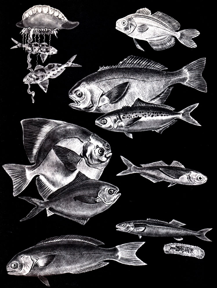 Таблица 46. Строматеевидные: 1 - номей (Nomeug albula). Обе рыбки пойманы щупальцами ;физалии; 2 - псен прозрачный (Psenes pellucidus); 3 - гипероглиф (Hyperoglyphe perciforma); 4 - сериолелла пятнистая (Seriolella punctata); 5 - памп китайЬкий, или рыба-зеркало (Partialis chinensis); 6 - баттерфищ (Peprilus triacanthus); 7 - кубоглав (Cubiceps gracilis); 8, 9 - алет (Tetragonurus cuvieri) и его малек в полости пирозомы; 10 - ценФролоф (Centrolophus niger)