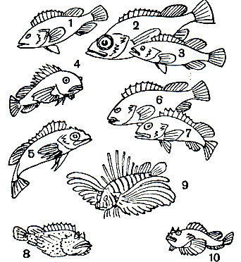 Таблица 47. Скорпеновьте: 1 - удлиненный окунь (Sebastes oblongus); 2 - атлантический морской окунь (Sebastes marinus); 3 - темный окунь (Sebastes schlegeli); 4 - беспузырный окунь (Helicolenus hilgendorfi); 5 - длинноперый шипощек (Sebastolobus macrochir); 6 - снежный японский окунь (Sebastes nivosus); 7 - медный калифорнийский окунь (S. caurinus); 8 - бородавчатка, или камень-рыба (Synanceia verrucosa); 9 - крылатка, или рыба-зебра (Pterois volitans); 10 - скорпена, или морской ерш (Scorpaena porcus)