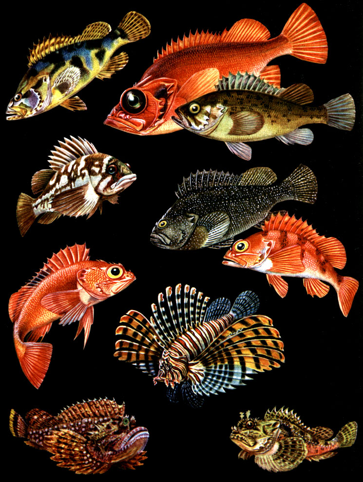Таблица 47. Скорпеновьте: 1 - удлиненный окунь (Sebastes oblongus); 2 - атлантический морской окунь (Sebastes marinus); 3 - темный окунь (Sebastes schlegeli); 4 - беспузырный окунь (Helicolenus hilgendorfi); 5 - длинноперый шипощек (Sebastolobus macrochir); 6 - снежный японский окунь (Sebastes nivosus); 7 - медный калифорнийский окунь (S. caurinus); 8 - бородавчатка, или камень-рыба (Synanceia verrucosa); 9 - крылатка, или рыба-зебра (Pterois volitans); 10 - скорпена, или морской ерш (Scorpaena porcus)