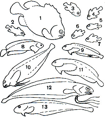 Таблица 49. Круглоперы, или Пинагоровые, и Ли- парисовые, или Морские слизни: 1 - пинагор (Cyclopterus lumpus), самец; 2 - пинагор, малек; 3 - колючий пинагор (Eumicrotremus spinosus); 4 - пятнистый круглопер (Е. pacificus); 5 - пелагоциклус (Pelagocyclus vitiazi); 6, 7 - японский круглопер (Cyclopsis awae); 8 - липарис Монтегю (Liparis montagui); 9 - европейский липарис (L. liparis); 10 - северный карепрокт (Careproctus reinhardti); 11 - пятнистый липарис (Liparis punctulatus); 12 - родихтис (Rhodichthys regina); 13 - ультрабиссальный карепрокт (Careproctus amblystomopsis)