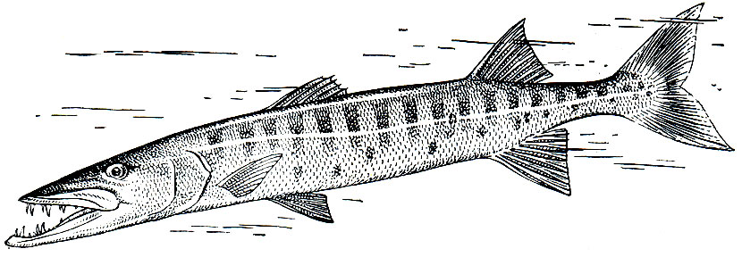 Рис. 158. Большая барракуда (Sphyraena barracuda)