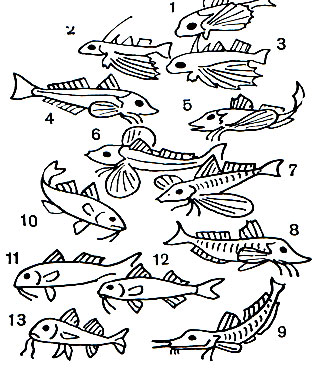 Таблица 50. Триглы, или Морские петухи, Долгоперы, Султанки: 1 - средиземноморский долгопер (Dactylopterus volitans); 2, 3 - восточный долгопер (Dactyloptena orientalis); 4 - серая тригла (Trigla gurnardus); 5 - американская тригла (Prionotus evolans); 6 - морской петух (Trigla lucerna); 7 - полосатая тригла (Т. lineata); 8 - красная тригла (Т. pini); 9 - малармат, или панцирная тригла (Peristedion orientalis); 10 - обыкновенная индо-тихоокеанская султанка (Upeneus bensasi); 11, 13 - обыкновенная черноморская султанка (Mullus barfa atus); 12 - средиземноморская султанка (М. surmuletus)