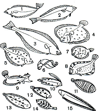 Таблица 51. Камбаловые: 1, 2 - палтус черный (Reinhardtius hippoglossoides) с нижней и верхней стороны; 3 - палтус белокорый, или обыкновенный (Hippoglossus hippoglossus); 4 - калкан (Scophthalmus maeoticus); 5 - морская камбала (Pleuronectes platessa) в нерестовом наряде; 6, 9 - желтоперая камбала (Limanda aspera); 7 - ботус лунный (Bothus lunatus); 8 - звездчатая камбала (Platichthys stellatus); 10 - самарис хохлатый (Samaris cristatus); 11 - зебровая солея (Zebrias regani); 12 - анцилопсетта (Ancylopsetta quadriocellata); 13 - морской язык обыкновенный (Solea vulgaris); 14 - карликовый ромб, или норвежская карликовая камбала (Phrynorhombus norvegicus); 15 - циноглосса южноафриканская (Cynoglosus marleyi)