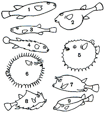 Таблица 52. Иглобрюхи и Кузовки: 1 - бурый фугу, или бурая собака-рыба (Fugu rubripes); 2, 3 - флоридская собака-рыба (Spheroides nephelus; 2 - раздувшаяся рыба); 4, 6 - двузуб, или еж-рыба (Diodon hystrix; 6 - раздутая рыба); 5 - шар-рыба (Cyclichthys orbicularis), в раздутом виде; 7 - четырехрогий кузовок (Acanthostracion quadricornis); 8 - горбатый кузовок (Tetrosomus gibbosus); 9 - безрогий кузовок (Ostracion lentiginosum)
