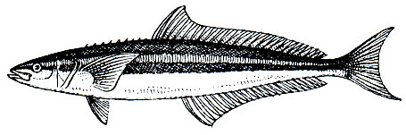 Рис. 175. Кобия, или нигрита (Rachycentron canadus)