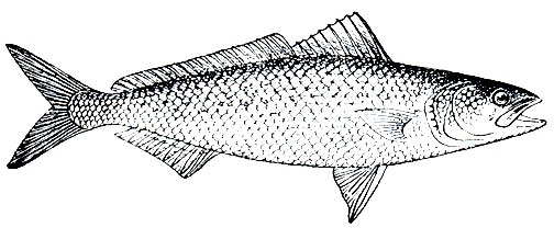 Рис. 176. 'Австралийский лосось' (Arripis trutta)