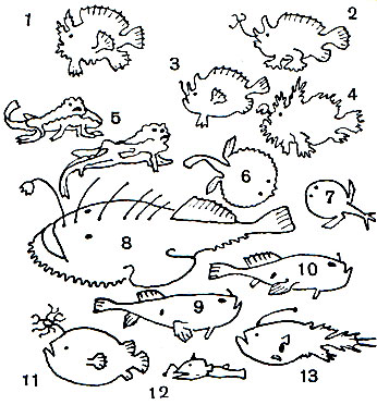 Таблица 54. Удильщики: 1 - саргассовый морской клоун (Histrio histrio); 2 - клоун-фринелокс (Phrynelox tridens); 3 - красный клоун-антеннарий (Antermarius sanguineus); 4 - тигровый клоун-фринелокс (Phrynelox scaber); 5 - морской нетопырь (Ogcocephalus nasutus); 6 - звездчатый дисковый нетопырь (Halieutaea stellata); 7 - сетчатый дисковый нетопырь (H. retifera); 8 - европейский удильщик, или морской черт (Lophius piscatorius); 9, 10 - хаунакс (Chaunax pictus); 11 - гимантолоф (Himantolophus groenlandicus); 12 - улильщик-долопихт (Dolopichthys cornutus); 13 - криптопсар (Cryptopsaras couesi)