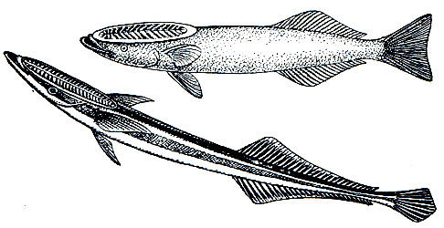 Рис. 187. Акулья ремора (Remora remora) - вверху и обыкновенный прилипало (Echeneis naucrates) - внизу