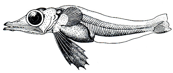 Рис. 192. Личинка китовой белокровки (Neopagetopsis ionah)