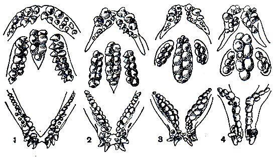 Рис. 193. Зубы взрослых зубаток: 1 - синей (A. latifrons); 2 - пятнистой (A. minor); 3 - обыкновенной (A. lupus); 4 - угревидной (A. ocellatus)