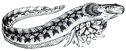 Рис. 196. Европейская бельдюга (Zoarces viviparus) с молодью (незадолго перед ее выметом, брюхо вскрыто)