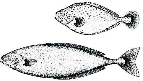 Рис. 197. Рыба-тряпка (Icosteus aenigmaticus). Молодой и взрослый экземпляры