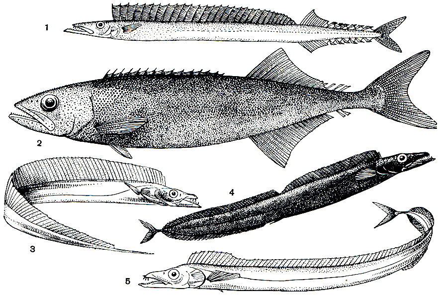 Рис. 199. Гемпиловые и сабли-рыбы: 1 - гемпил, или змеиная макрель (Gempylus serpens); 2 - рувета (Ruvettus pretiosus); 3 - сабля-рыба (Trichiurus lepturus); 4 - афанопус, или угольная сабля-рыба (Aphanopus carbo); 5 - лепидоп (Lepidopus caudatus)