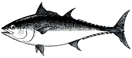 Рис. 201. Синий, или обыкновенный, тунец (Thunnus thynnus)
