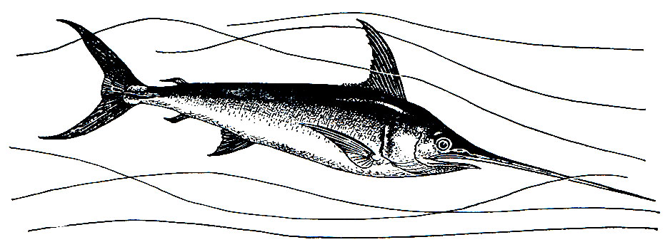 Рис. 202. Меч-рыба (Xiphias gladius)