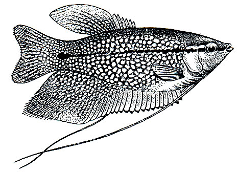 Рис. 206. Жемчужный нитеносец (Trichogaster leeri)
