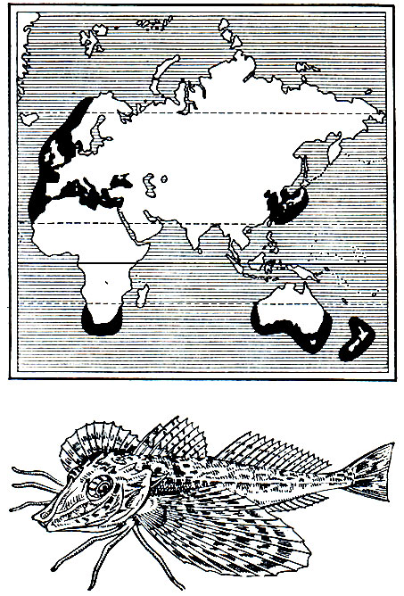 Рис. 207. Морской петух, или желтая тригла (Trigla lucerna), и области его распространения