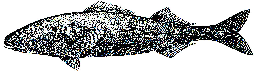 Рис. 209. Угольная рыба (Anoplopoma fimbria)