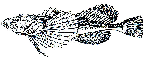 Рис. 211. Четырехрогий керчак, или рогатка (Triglopsis quadricornis)