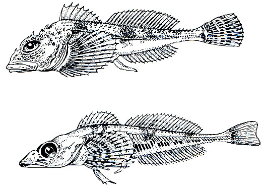 Рис. 212. Двурогий ицел (Icelus bicornis) - вверху и триглоис (Triglops pingelii) - внизу