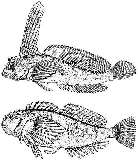 Рис. 213. Бычок-парусник (Nautichthys oculofasciatus) - вверху и олигокоттовый бычок-клинокоттус (Clinocottus globiceps) - внизу