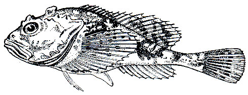 Рис. 215. Коттункул (Cottunculus microps)