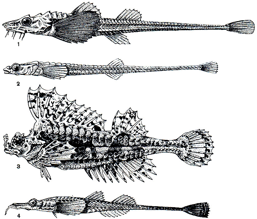 Рис. 216. Агоновые: 1 - лептагон (Leptagonus decagonus); 2 - аспидофороидес (Aspidophoroides monopterygius); 3 - агономал (Agonomalus proboscidalis); 4 - паллазина (Pallasina barbata)