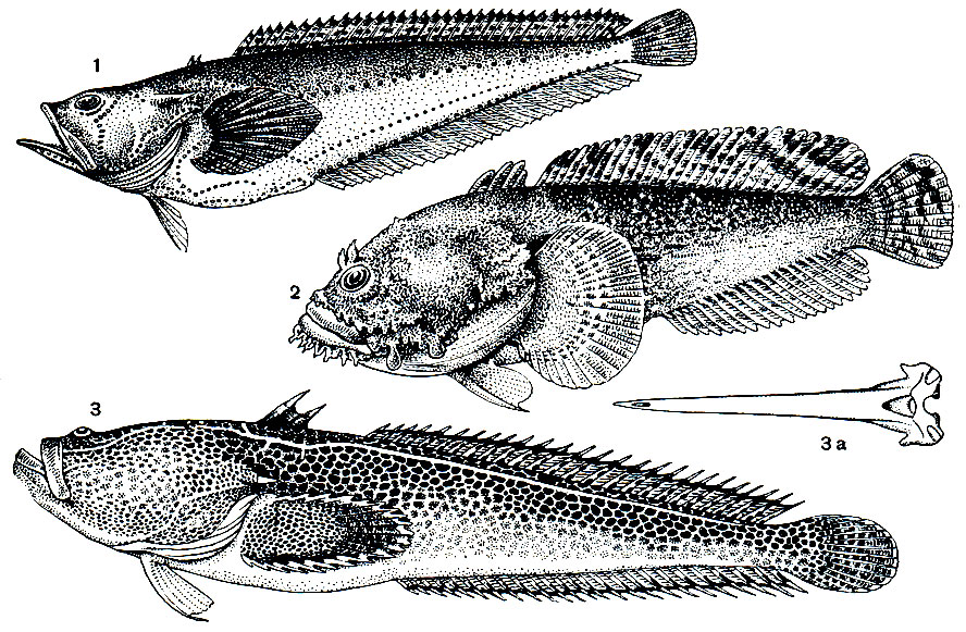 Рис. 219. Батрахообразные: 1 - рыба-мичман (Porichthys porosissimus); 2 - жаба-рыба (Opsanus tau); 3 - талассофрина (Thalassophryne reticulata) и 3а - ее спинная колючка