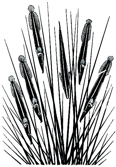 Рис. 220. Ежовая присоска, или ежовая уточка (Diademichthys lineatus)