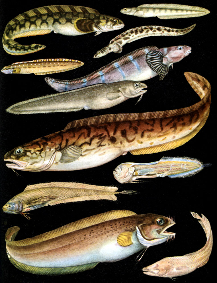 Таблица 21. Представители семейств Zoarcidae, Ophidiidae, Brotulidae: 1 - европейская бельдюга (Zoarces viviparus); 2 - зеленый гимнелис (Gymnelis viridis); 3 - пятнистый лиценхелис (Lycenchelys kolthoffi); 4 - ликод Эсмарка (Lycodes esmarki); 5 - зоархия (Zoarchias neglectus); 6 - ошибень (Ophidion rochei); 7 - конгрио (Genypterus blacodes); 8 - бассогигас (Bassogigas profundissimus); 9 - баратронус (Barathronus parfaiti, семейство афионовые); 10 - многоусая бротула (Brotula multibarbata); 11 - стигикола (Stygicola dentata)